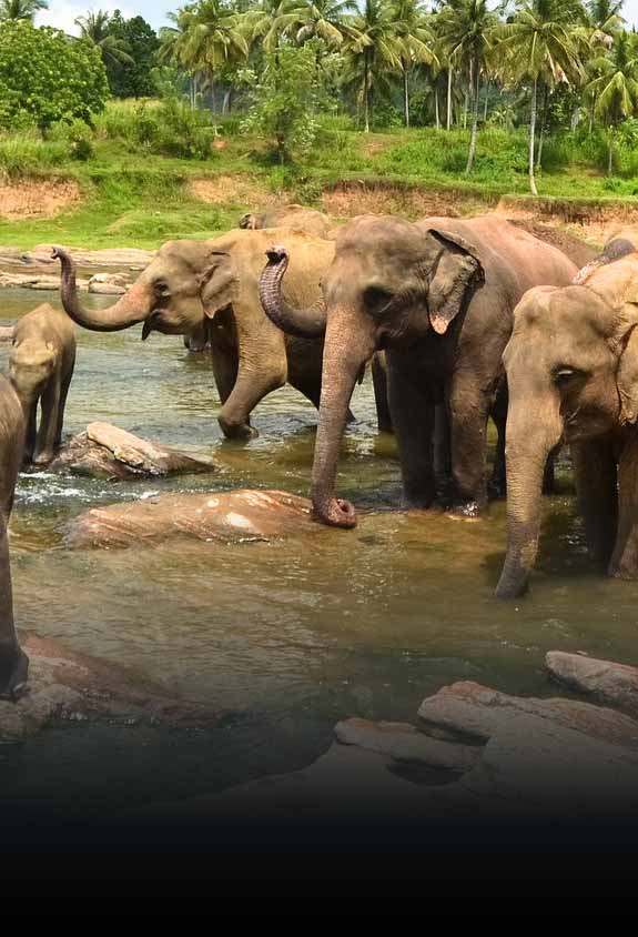 Pinnawala elephant orphanage